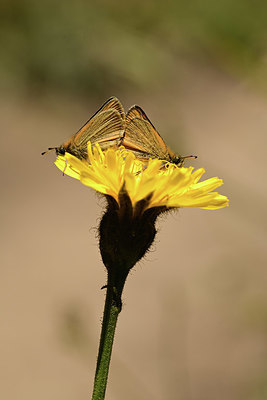 BUITEN BEELD Foto: 363965