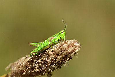 BUITEN BEELD Foto: 363968