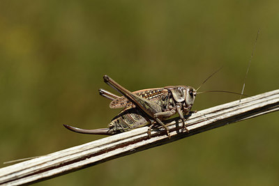 BUITEN BEELD Foto: 363970