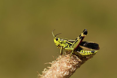 BUITEN BEELD Foto: 363971