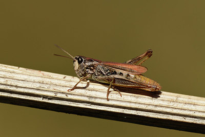 BUITEN BEELD Foto: 363974
