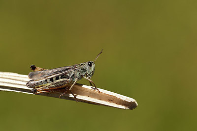 BUITEN BEELD Foto: 363981