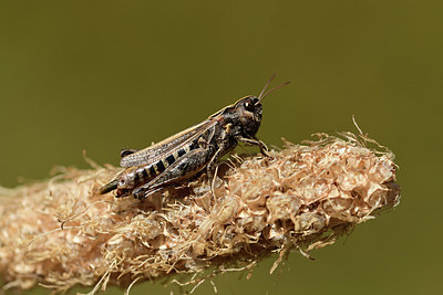 BUITEN BEELD Foto: 363982