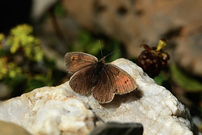 BUITEN BEELD Foto: 363988