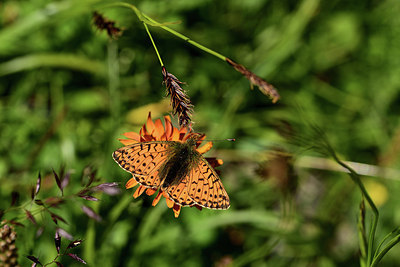 BUITEN BEELD Foto: 363991