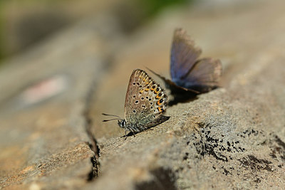 BUITEN BEELD Foto: 363992