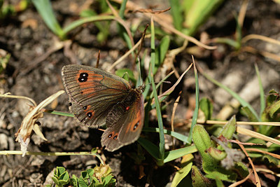 BUITEN BEELD Foto: 363997