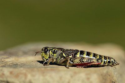 BUITEN BEELD Foto: 364001