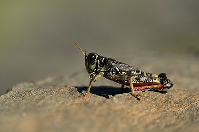 BUITEN BEELD Foto: 364002