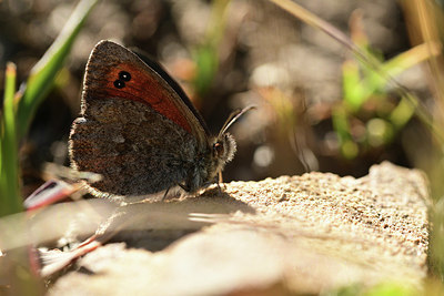 BUITEN BEELD Foto: 364004