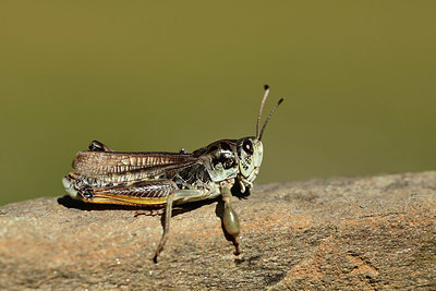 BUITEN BEELD Foto: 364008