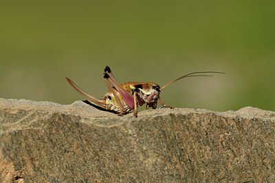 BUITEN BEELD Foto: 364009