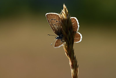 BUITEN BEELD Foto: 364020