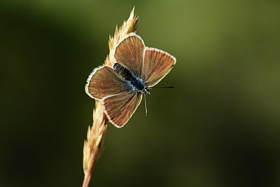 BUITEN BEELD Foto: 364022