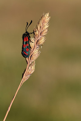 BUITEN BEELD Foto: 364024