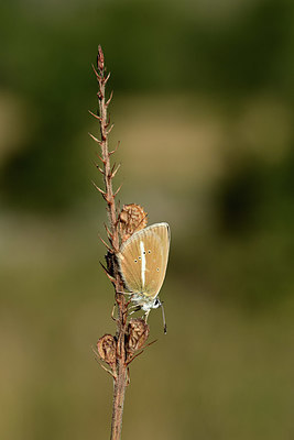 BUITEN BEELD Foto: 364030