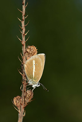 BUITEN BEELD Foto: 364031