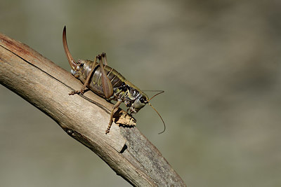 BUITEN BEELD Foto: 364039