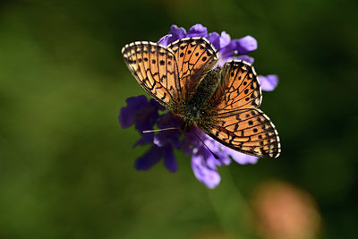 BUITEN BEELD Foto: 364045