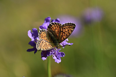 BUITEN BEELD Foto: 364046