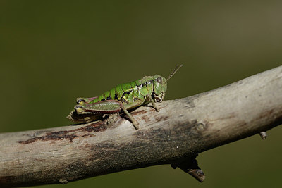 BUITEN BEELD Foto: 364048
