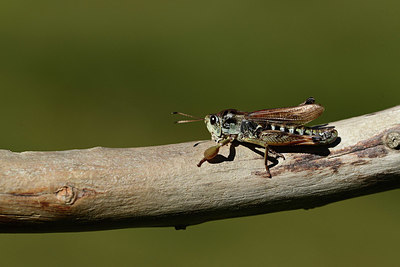 BUITEN BEELD Foto: 364049