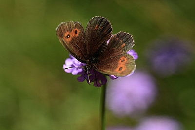 BUITEN BEELD Foto: 364053