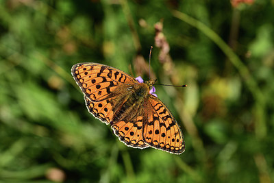 BUITEN BEELD Foto: 364054