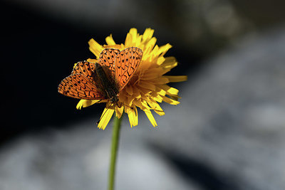BUITEN BEELD Foto: 364055