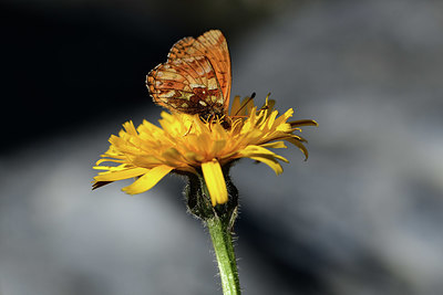 BUITEN BEELD Foto: 364056