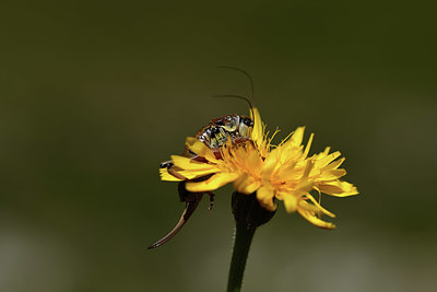 BUITEN BEELD Foto: 364058