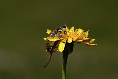 BUITEN BEELD Foto: 364060