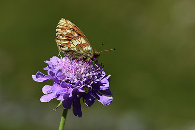 BUITEN BEELD Foto: 364061