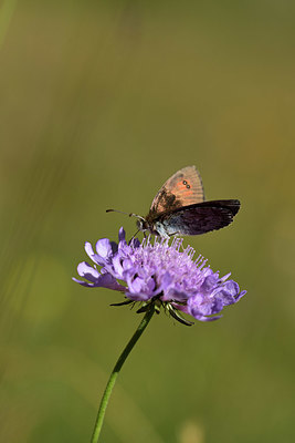 BUITEN BEELD Foto: 364062