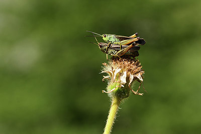 BUITEN BEELD Foto: 364063