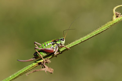 BUITEN BEELD Foto: 364079