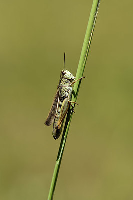 BUITEN BEELD Foto: 364081