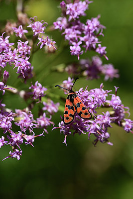 BUITEN BEELD Foto: 364083