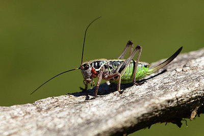 BUITEN BEELD Foto: 364089
