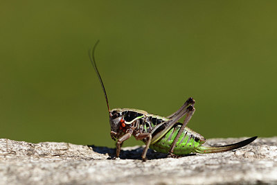 BUITEN BEELD Foto: 364090