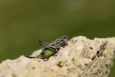 BUITEN BEELD Foto: 364091