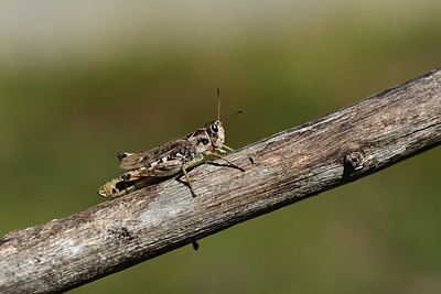 BUITEN BEELD Foto: 364092