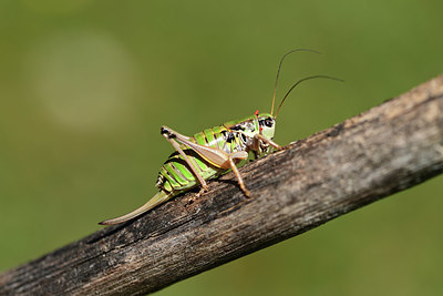 BUITEN BEELD Foto: 364093
