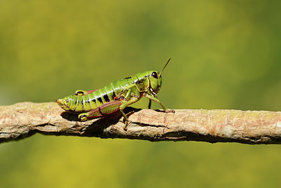 BUITEN BEELD Foto: 364095