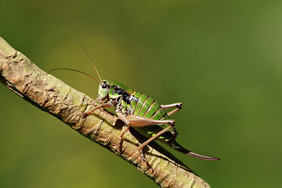 BUITEN BEELD Foto: 364096