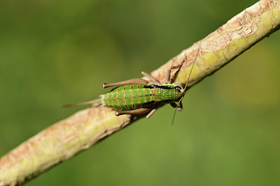 BUITEN BEELD Foto: 364098