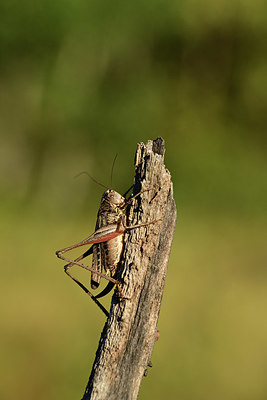 BUITEN BEELD Foto: 364105