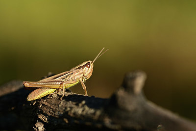 BUITEN BEELD Foto: 364107