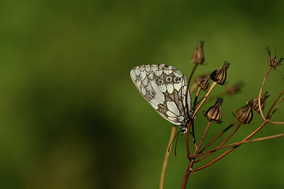 BUITEN BEELD Foto: 364108