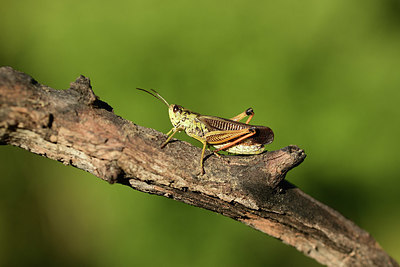 BUITEN BEELD Foto: 364110